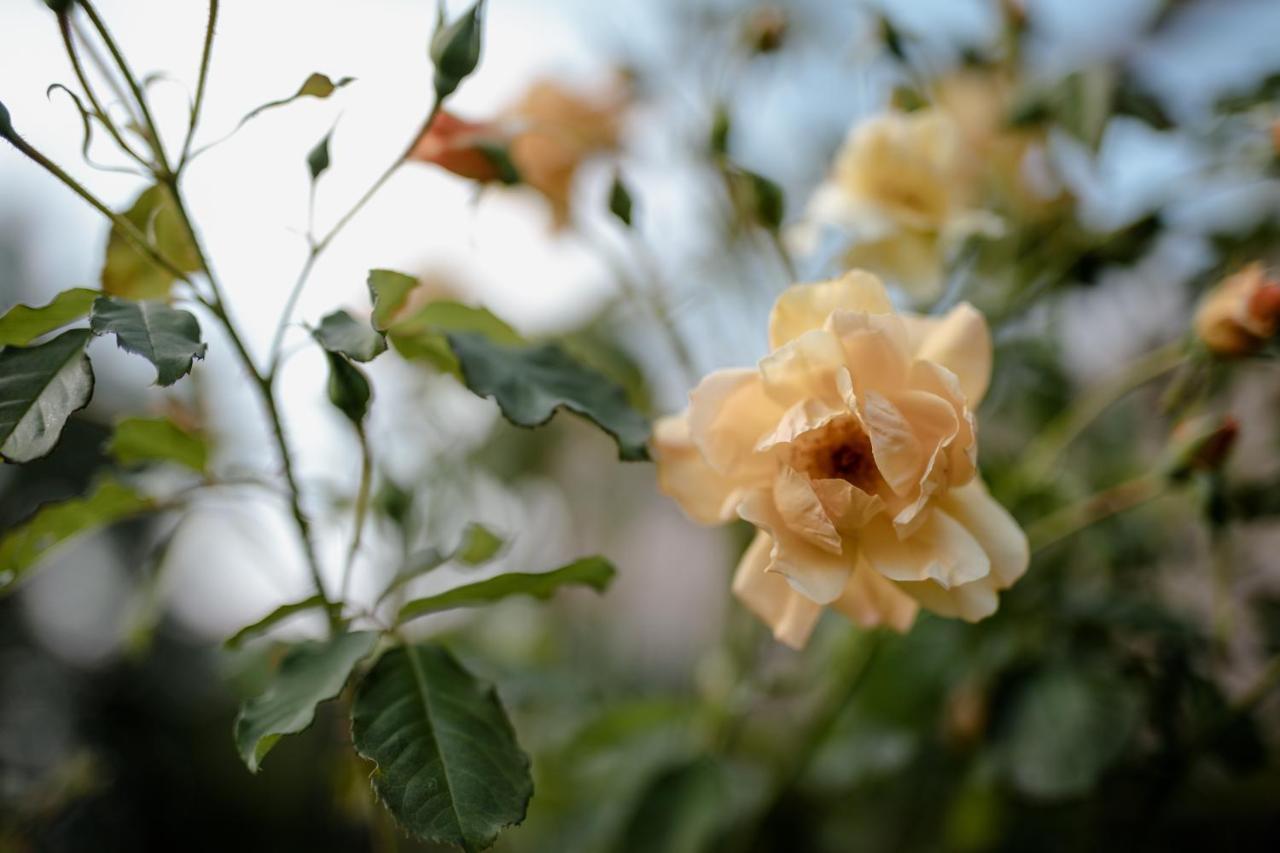 Twin Ginkgo Villa Giverny Exterior photo